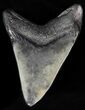 Bargain, Fossil Megalodon Tooth #57287-1